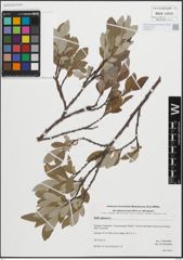 Foto von Salix glauca L.